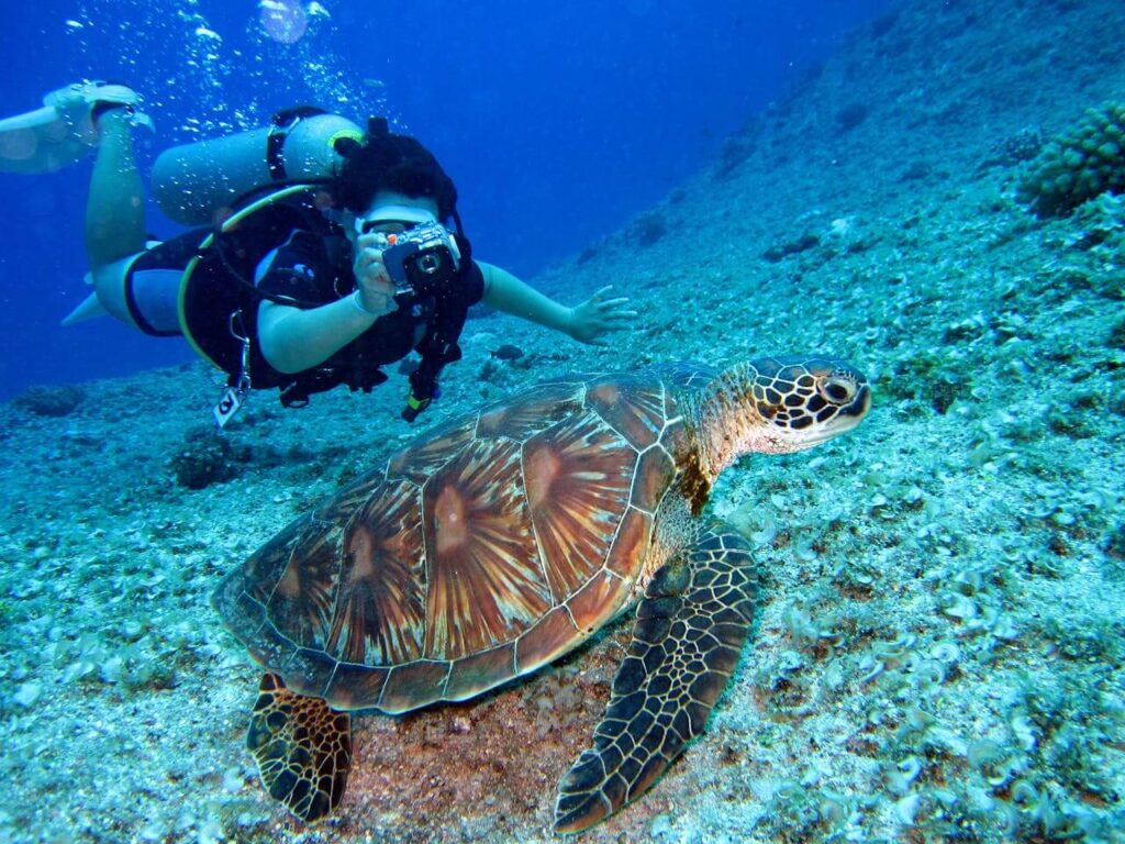 An image of a woman snorkelling and taking a picture of the sea turtle.